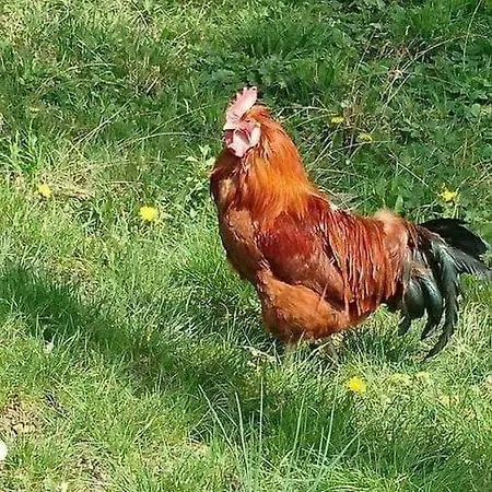 Liebe Zur Steiermark / Haus Tyrol