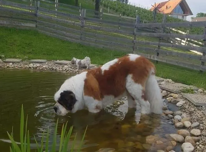 Liebe Zur Steiermark / Haus Tyrol 아파트 Jagerberg