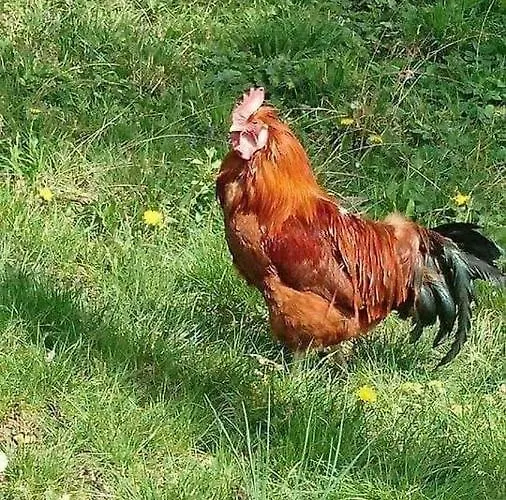 Liebe Zur Steiermark / Haus Tyrol